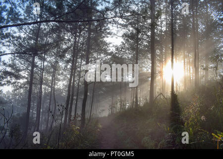 La ferme d'abeilles, les apiculteurs respectueux de l'environnement, la nature. Photo prise à l'aube avec le meilleur du soleil, magie de la lumière, du soleil et du brouillard Banque D'Images