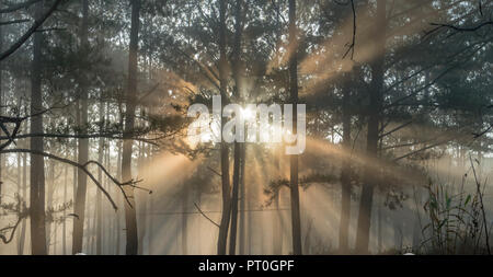 La ferme d'abeilles, les apiculteurs respectueux de l'environnement, la nature. Photo prise à l'aube avec le meilleur du soleil, magie de la lumière, du soleil et du brouillard Banque D'Images