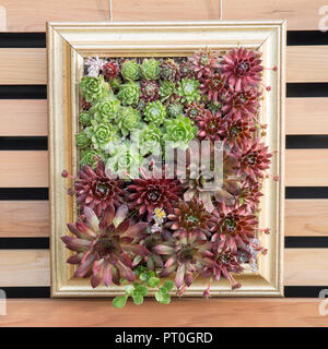 Plantes succulentes plantes succulentes poussant dans un cadre sur un mur vertical petit espace jardinage sempervivum plante conteneurs inhabituels maison poireaux UK Banque D'Images