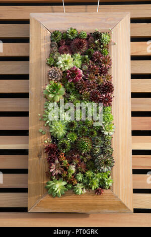 Plantes succulentes plantes succulentes poussant dans un cadre sur un mur vertical petit espace jardinage sempervivum plante conteneurs inhabituels maison poireaux UK Banque D'Images