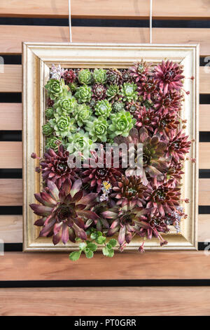 Plantes succulentes plantes succulentes poussant dans un cadre sur un mur vertical petit espace jardinage sempervivum plante conteneurs inhabituels maison poireaux UK Banque D'Images