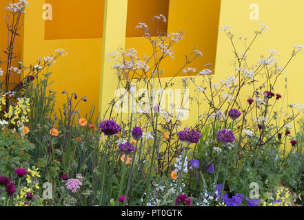 Panneaux en acier peint, style prairie plantation d'Allium hollandicum 'Purple Sensation', Anthriscus sylvestris - cow parsley, Cirsium rivulare Banque D'Images