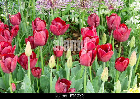 jardin avec Tulipa tulipes tulipe fleurs fleur var.. Jan Reus fleurit dans une bordure de lit de fleurs au printemps au Royaume-Uni Banque D'Images