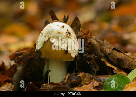 Une Grisette fauve émergente (Amanita fulva) de champignons dans les bois de balise Mendip Hills, Somerset, Angleterre. Banque D'Images