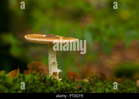 Grisette fauve (Amanita fulva) de champignons dans les bois de balise Mendip Hills, Somerset, Angleterre. Banque D'Images