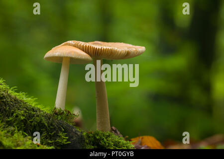 Grisette fauve (Amanita fulva) champignons en bois de balise dans les collines de Mendip, Somerset, Angleterre. Banque D'Images