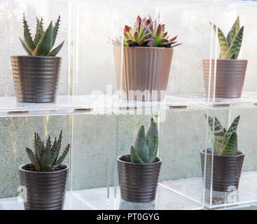 L'affichage des boîtes de perspex une collection de plantes succulentes poussant dans des pots en céramique, Sempervivum, 'Paradisicum Aloe', à la maison, cultiver, manger, se détendre, RHS Ma Banque D'Images