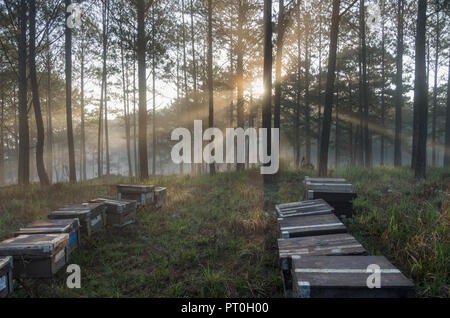 La ferme d'abeilles, les apiculteurs respectueux de l'environnement, la nature. Photo prise à l'aube avec le meilleur du soleil, magie de la lumière, du soleil et du brouillard Banque D'Images