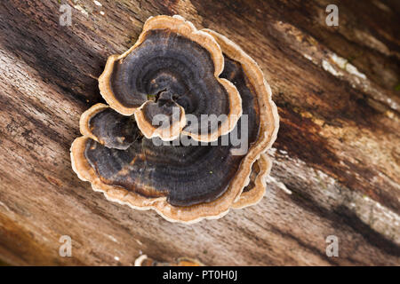 La Turquie Queue (Trametes versicolor) durée de champignon poussant sur une branche d'arbre en décomposition. Bois de Beacon Hill, Somerset, Angleterre. Banque D'Images