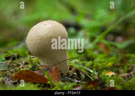 Vesse-de-commune (Lycoperdon perlatum) champignon. Aussi connu sous le nom de vesse-de-Gem-Studded Warted, Vesse ou Snuff-Box du diable. Bois Stockhill, Somerset, Angleterre. Banque D'Images