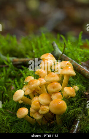 Une grappe de soufre immatures (touffe Hypholoma fasciculare) champignons au bois Stockhill dans les collines de Mendip, dans le Somerset en Angleterre. Aussi connu comme Woodlover en cluster. Banque D'Images