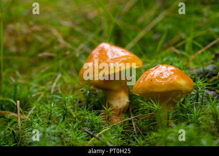 Mélèze Bolet (Suillus grevillei) champignons. Bois Stockhill, Somerset, Angleterre. Banque D'Images