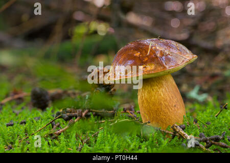 Une baie Bolet (Boletus badius) mushroom sur un plancher de bois. Bois Stockhill, Somerset, Angleterre. Banque D'Images