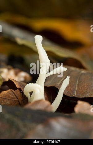 Club froissé (champignon Clavulina rugosa) dans la litière au bois Stockhill, Somerset, Angleterre. Aussi connu sous le nom de Champignon de corail froissé. Banque D'Images