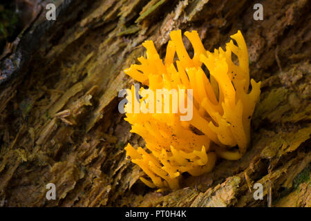 Stagshorn jaune (Calocera viscosa) champignon sur un plancher de bois de conifères. Bois Stockhill, Somerset, Angleterre. Banque D'Images