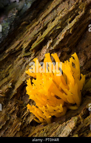 Stagshorn jaune (Calocera viscosa) champignon sur un plancher de bois de conifères. Bois Stockhill, Somerset, Angleterre. Banque D'Images