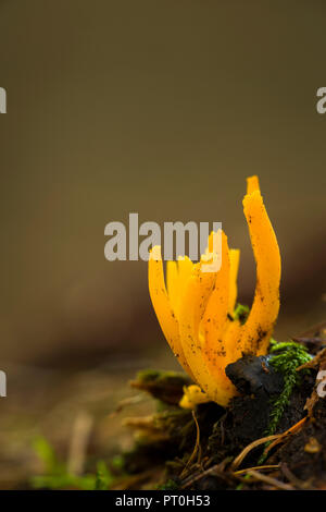 Stagshorn jaune (Calocera viscosa) champignon sur un plancher de bois de conifères. Bois Stockhill, Somerset, Angleterre. Banque D'Images