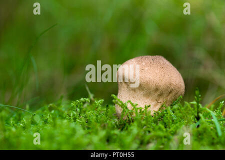 Vesse-de-mou (Lycoperdon molle), également connu sous le nom de vesse-de-lisse, la culture des champignons en bois Stockhill, Somerset, Angleterre. Banque D'Images