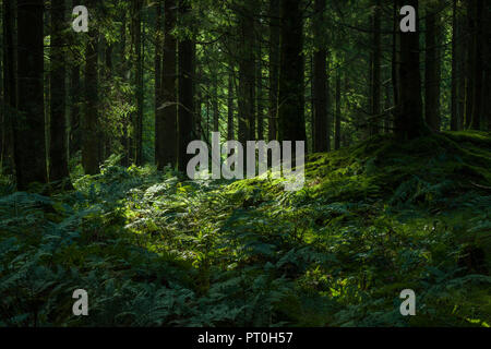 Dans l'Bois Stockhill Mendip Hills. Priddy, Somerset, Angleterre. Banque D'Images