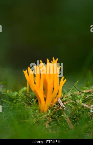 Stagshorn jaune (Calocera viscosa) champignon sur un plancher de bois de conifères. Bois Stockhill, Somerset, Angleterre. Banque D'Images