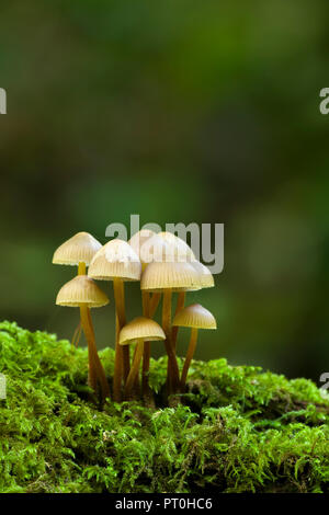 Bonnet en cluster (Mycena inclinata) champignons sur un journal couvert de mousse. Goblin Combe, North Somerset, Angleterre. Banque D'Images