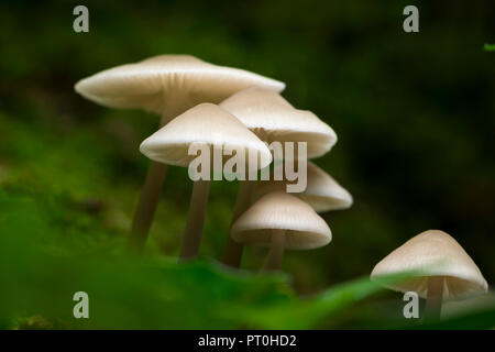 Une troupe de Bonnet (Mycena galericulata) champignons sur un journal. Goblin Combe, North Somerset, Angleterre. Banque D'Images