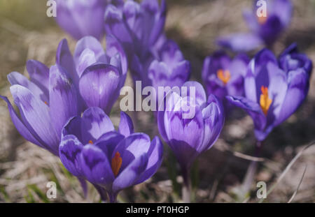 Photo gros plan de crocus violet Banque D'Images