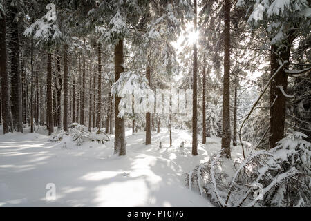 Soleil chaud dans la forêt d'hiver Banque D'Images