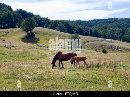 Mare avec poulain au Monténégro Banque D'Images