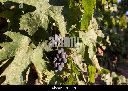 Raisins sur la vigne, aube lumière Provence, France. Banque D'Images