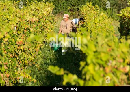 Vendanges dans le sud de la France à l'aube. Banque D'Images