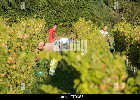 Vendanges à Roquebrune Sur Argens Var France. Banque D'Images