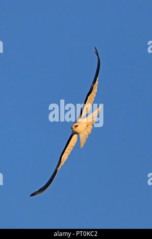 Black-shouldered Kite en vol dans l'extrême nord du Queensland en Australie Banque D'Images