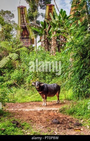 Le buffle d'eau ou Bubalus bubalis, Rantepao, Tana Toraja, Sulawesi, Indonésie Banque D'Images