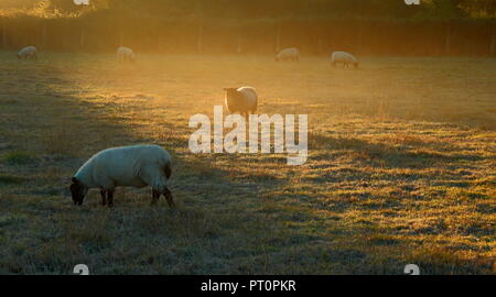 Troupeau de moutons paissant sur le matin brumeux en Vallée d'Ax, Devon Banque D'Images