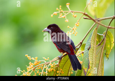 Tanager argenté mangeant des baies d'un arbre avec un fond vert lisse. Banque D'Images