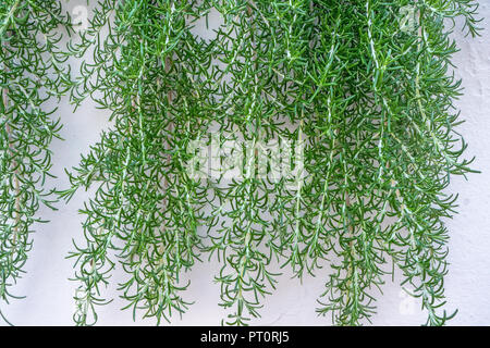 Le romarin pousse sur un mur de pierre. Herbes aromatiques dans l'aménagement du paysage urbain. Banque D'Images