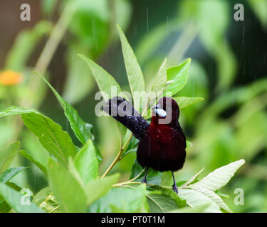 Un Tanager mâle à bec argenté perçant dans une brousse dans une tempête de pluie tropicale. Banque D'Images