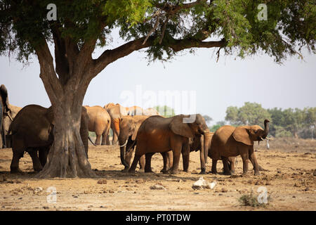 TSAVO EAST NATIONAL PARK, Kenya, Afrique : un troupeau d'éléphants africains debout à l'ombre d'un arbre dans la savane en aftern Banque D'Images