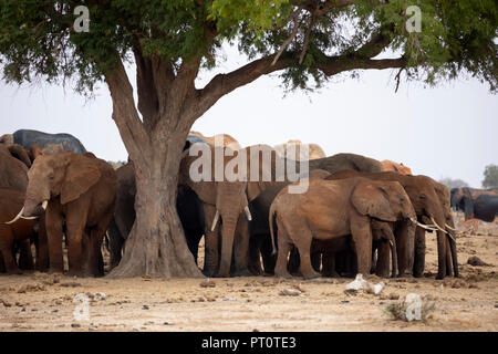 TSAVO EAST NATIONAL PARK, Kenya, Afrique : un troupeau d'éléphants africains debout à l'ombre d'un arbre dans la savane au soleil de l'après-midi Banque D'Images