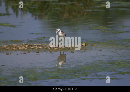 Mouette à à la réflexion dans l'eau peu profonde Banque D'Images