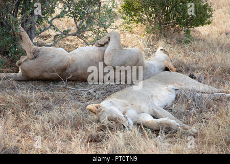 TSAVO EAST NATIONAL PARK, Kenya, Afrique - 25 février 2018 : les lions de Tsavo reposant à l'ombre d'un buisson dans la soirée Banque D'Images