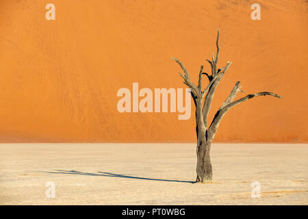 L'Afrique, la Namibie, Namib-Naukluft National Park, Deadvlei, dead acacia dans l'argile pan Banque D'Images