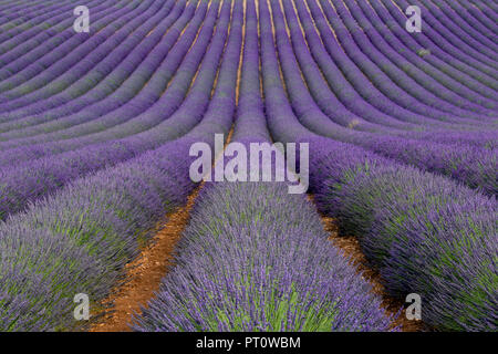 France, Alpes de Haute-Provence, Valensole, champ de lavande Banque D'Images