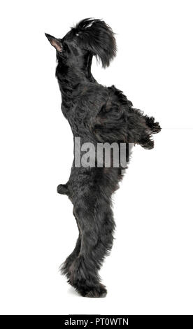 Schnauzer nain debout dans deux jambes dans un studio photo blanc Banque D'Images