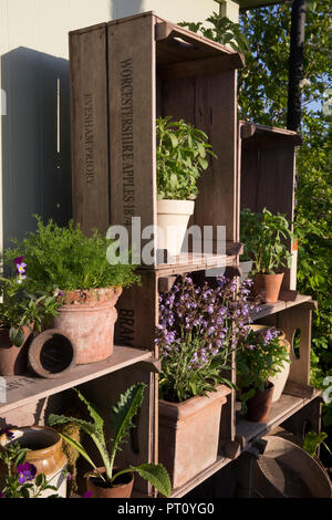 Petit jardin avec de vieilles pots de plantes en terre cuite plantés d'herbes, sauge, menthe, basilic, alto camomille, Affiché dans de vieilles caisses de pommes en bois, été Royaume-Uni Banque D'Images