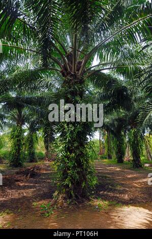 Allée couverte par la plantation de palmiers à huile à Pathio district de Chumphon province de Thaïlande. Banque D'Images