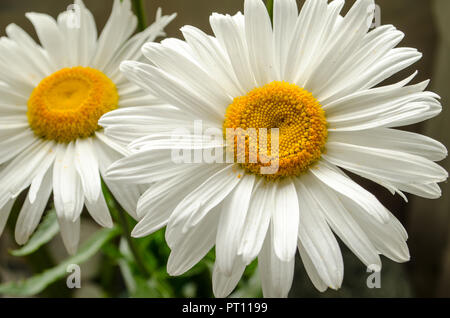 L'été large white ou chrysanthèmes marguerites gerberas ou close up sous le soleil. Banque D'Images