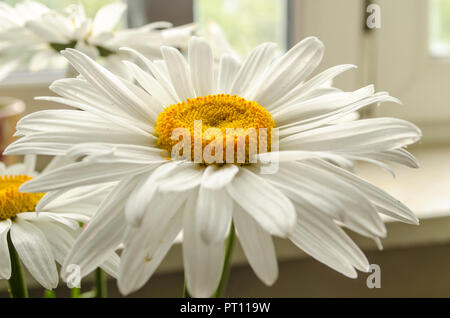 L'été large white ou chrysanthèmes marguerites gerberas ou close up sous le soleil. Banque D'Images