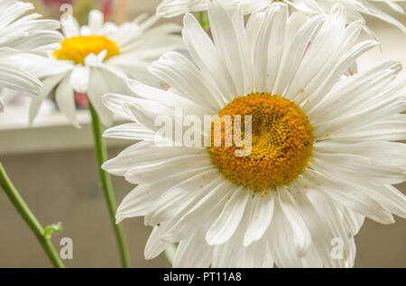 L'été large white ou chrysanthèmes marguerites gerberas ou close up sous le soleil. Banque D'Images